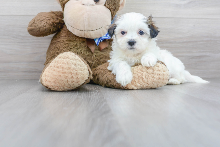 Best Teddy Bear Baby