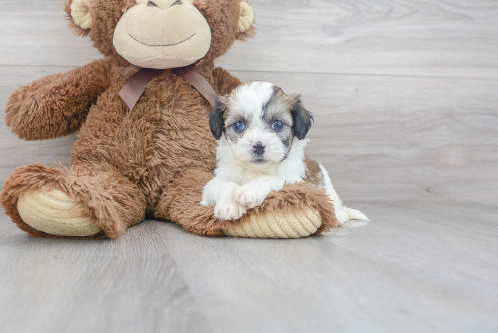 Teddy Bear Pup Being Cute