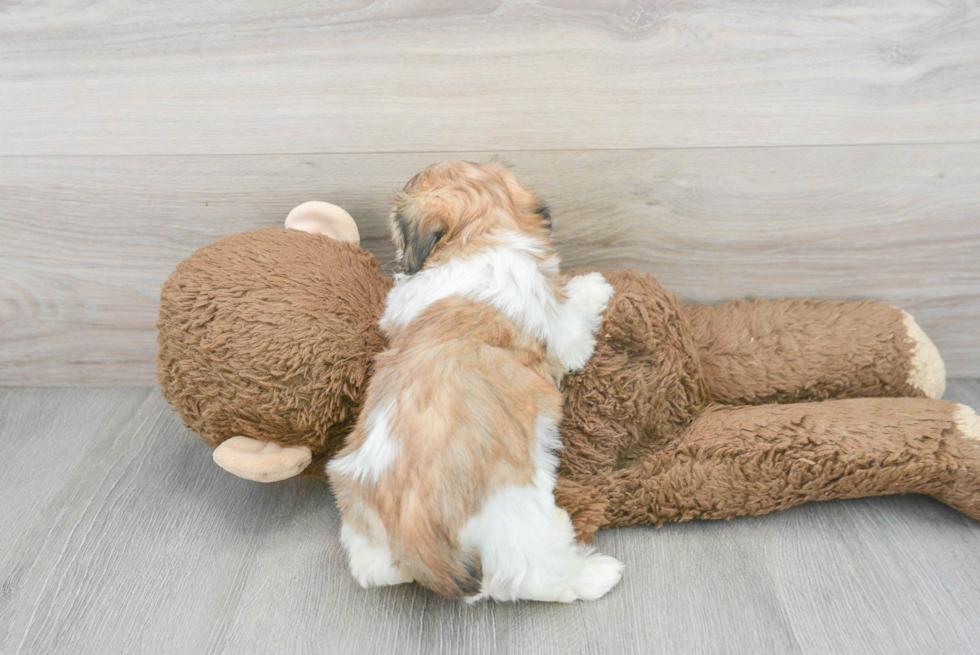 Teddy Bear Pup Being Cute