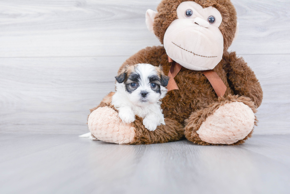 Popular Teddy Bear Designer Pup