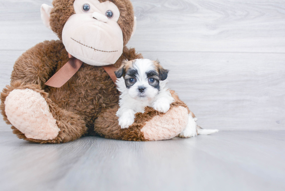 Hypoallergenic Shichon Designer Puppy