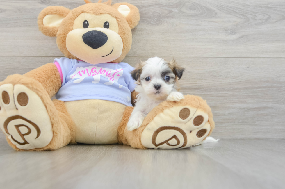 9 week old Teddy Bear Puppy For Sale - Premier Pups