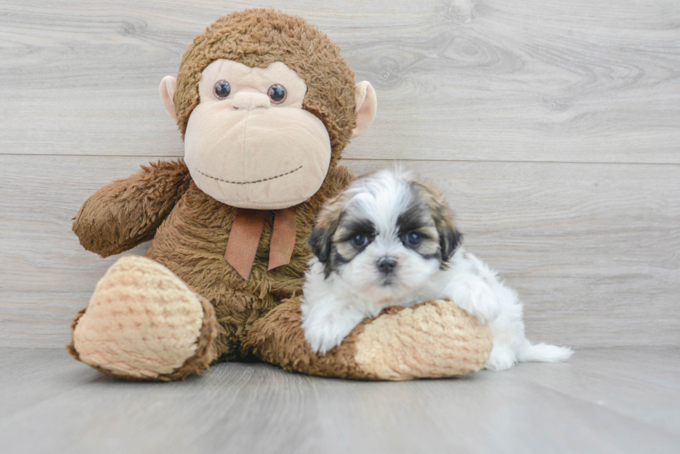 Fluffy Teddy Bear Designer Pup