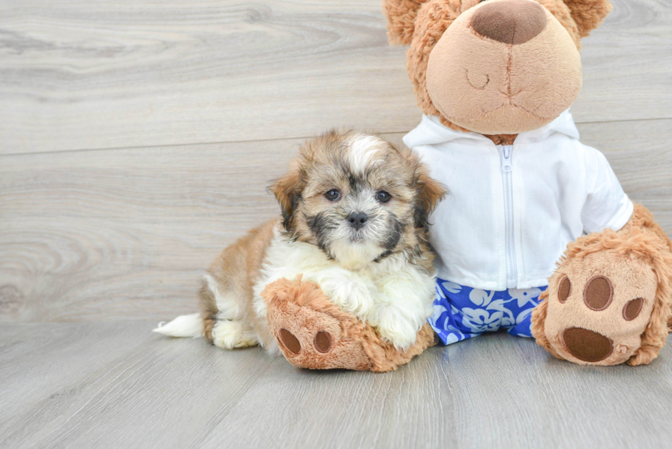 Sweet Teddy Bear Baby