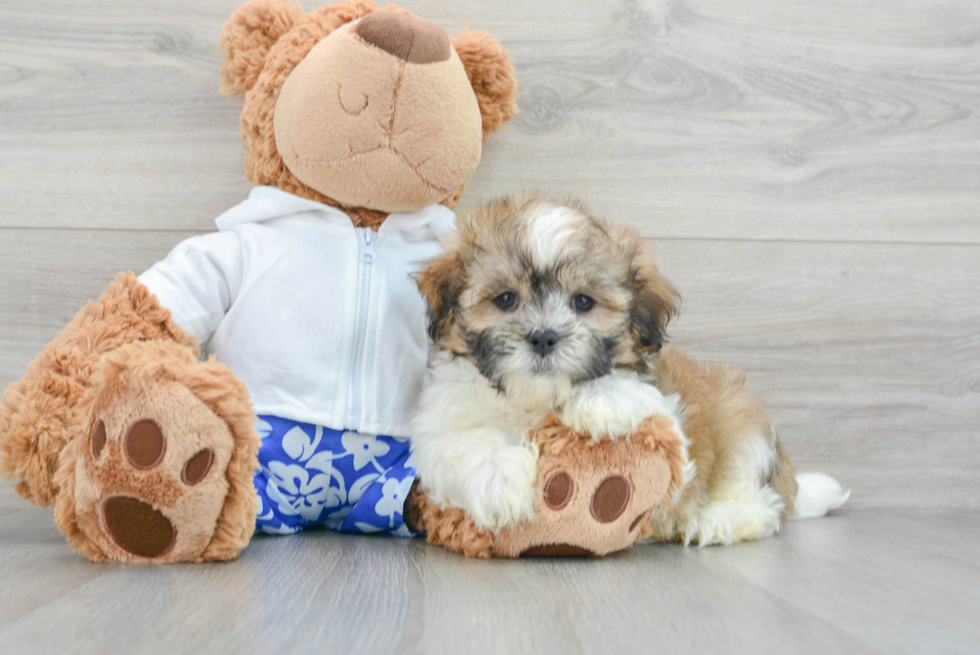 Adorable Shichon Designer Puppy