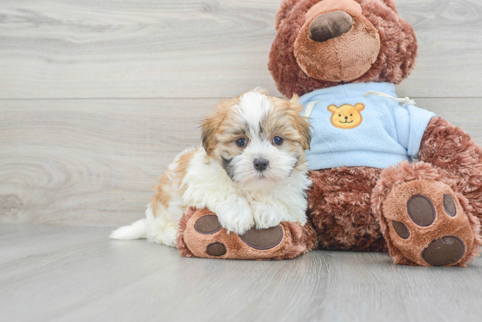 Teddy Bear Puppy for Adoption