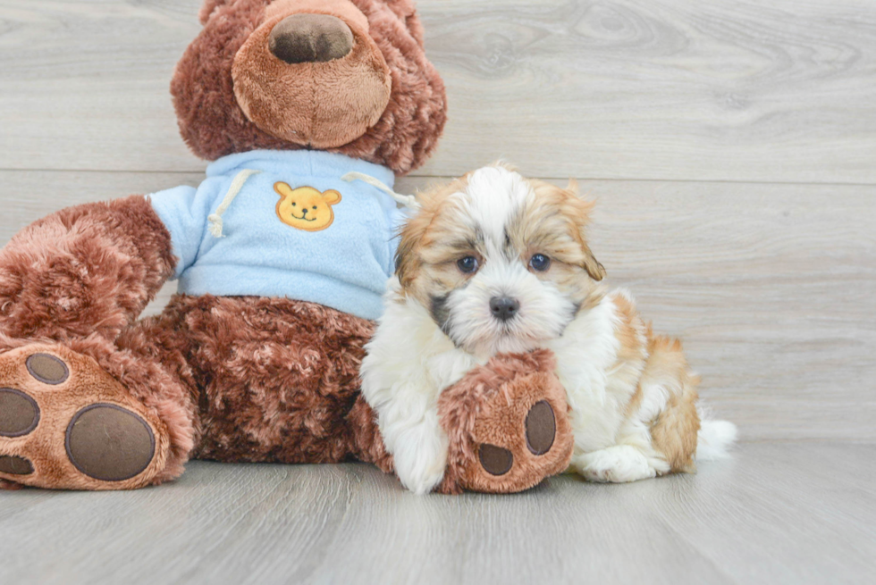 Best Teddy Bear Baby