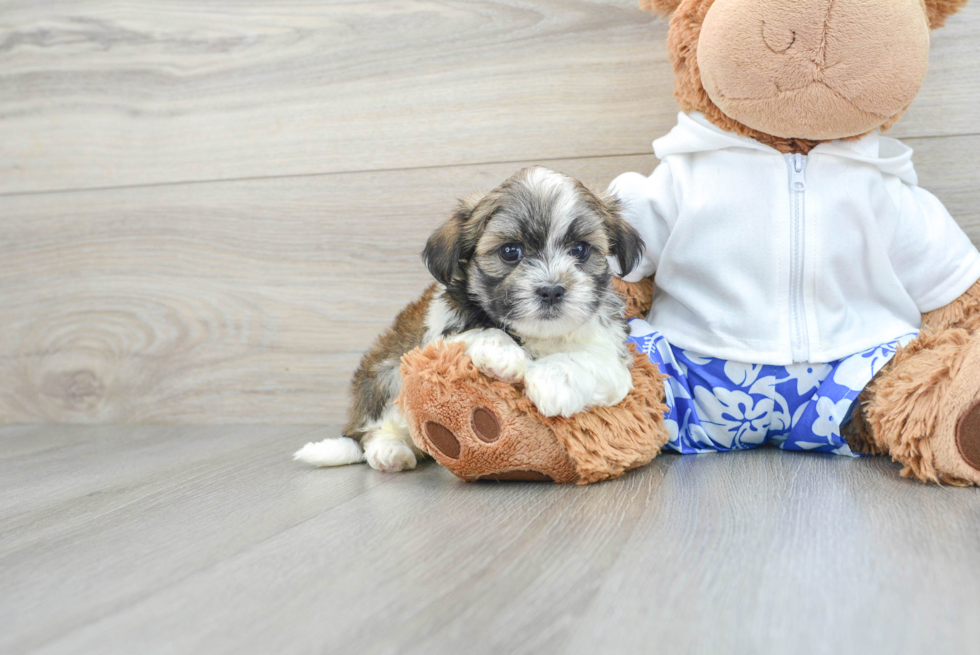 Sweet Teddy Bear Baby