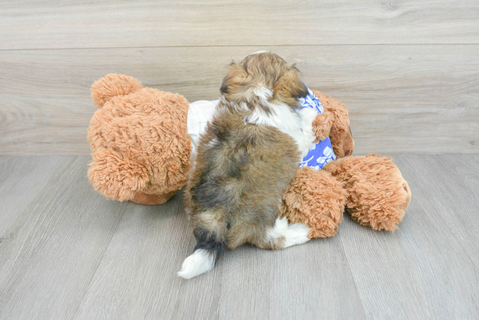 Playful Shitzu Designer Puppy