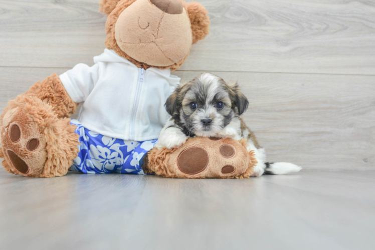 Teddy Bear Pup Being Cute