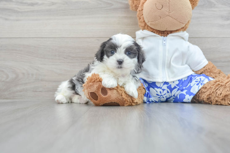 Petite Teddy Bear Designer Pup