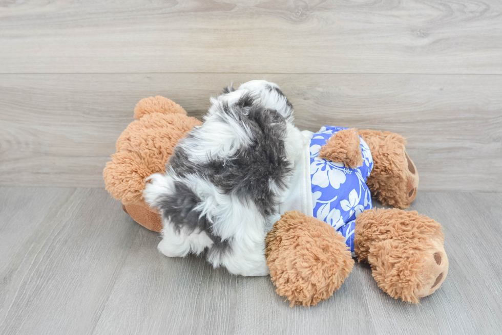 Little Shit Designer Puppy