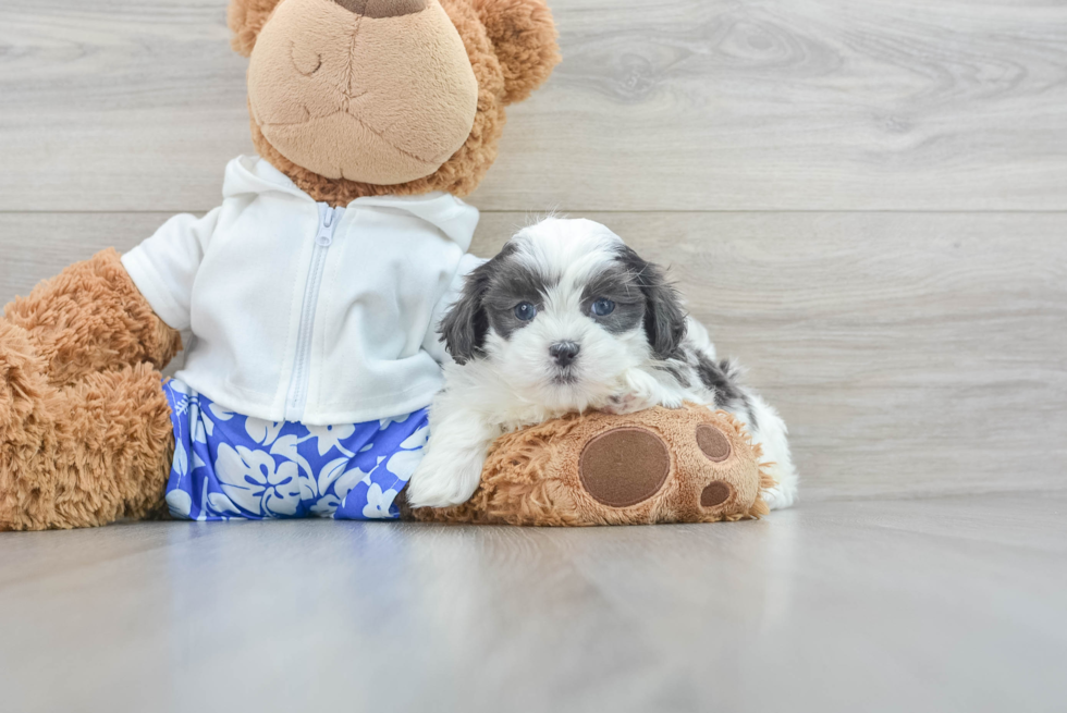 Smart Teddy Bear Designer Pup