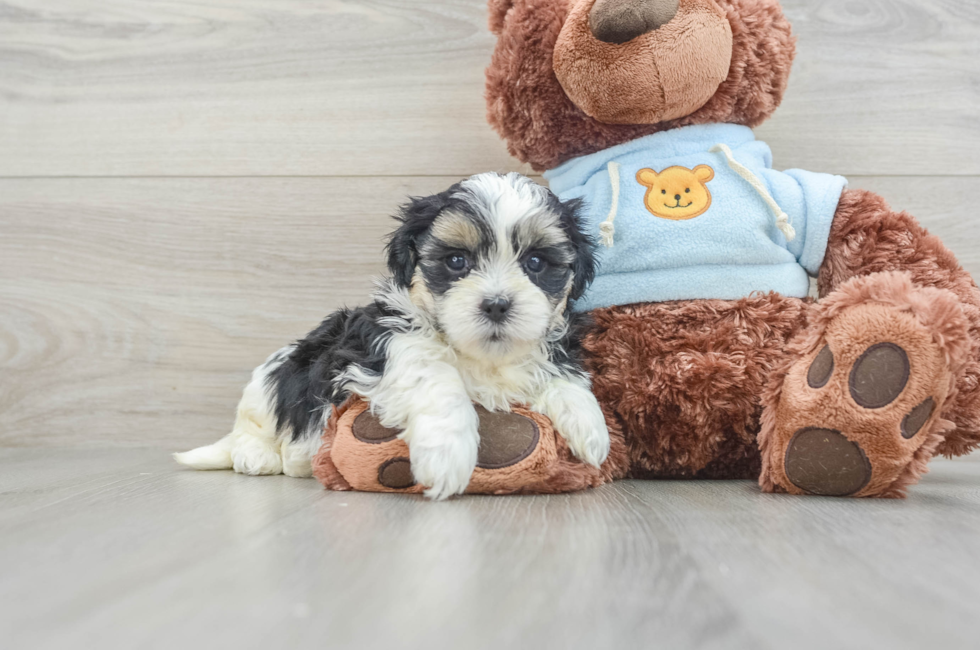 5 week old Teddy Bear Puppy For Sale - Premier Pups