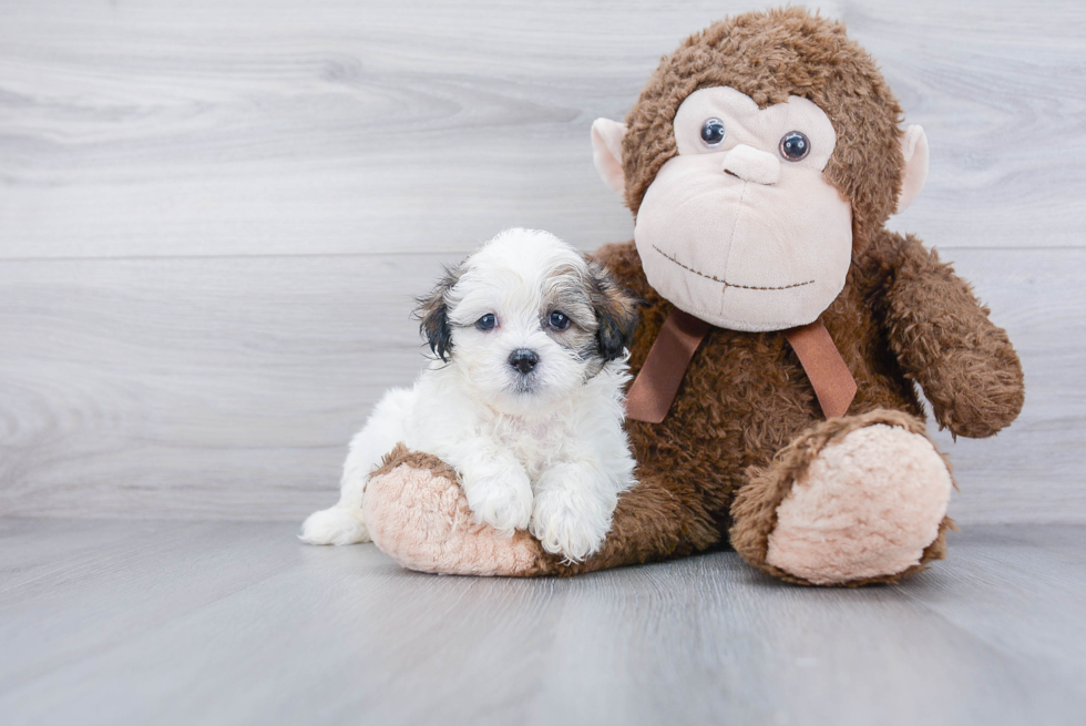 Teddy Bear Pup Being Cute