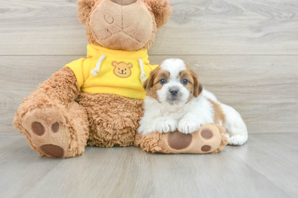 6 week old Teddy Bear Puppy For Sale - Premier Pups