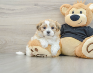 8 week old Teddy Bear Puppy For Sale - Premier Pups