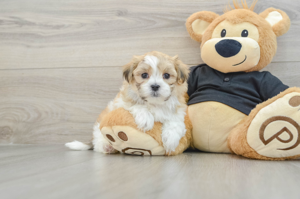 7 week old Teddy Bear Puppy For Sale - Premier Pups