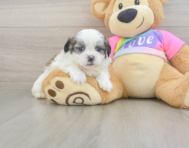 7 week old Teddy Bear Puppy For Sale - Premier Pups