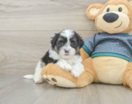 7 week old Teddy Bear Puppy For Sale - Premier Pups