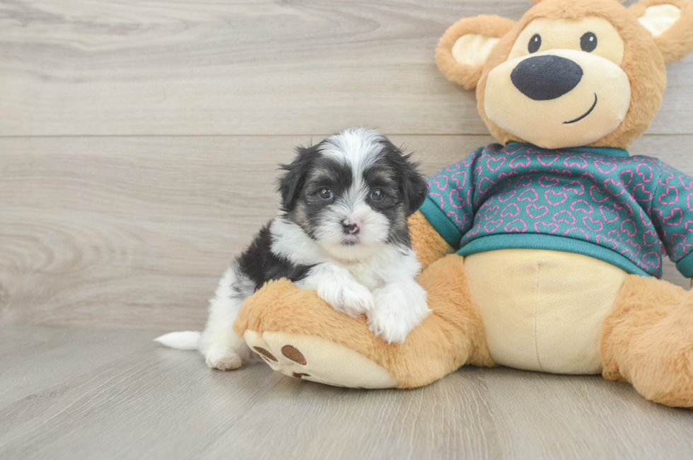 5 week old Teddy Bear Puppy For Sale - Premier Pups