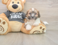 7 week old Teddy Bear Puppy For Sale - Premier Pups