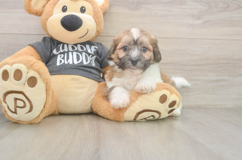 6 week old Teddy Bear Puppy For Sale - Premier Pups