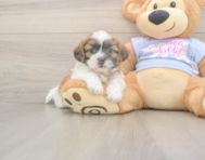 8 week old Teddy Bear Puppy For Sale - Premier Pups