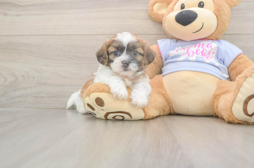 5 week old Teddy Bear Puppy For Sale - Premier Pups