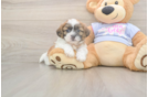 Meet Gizmo - our Teddy Bear Puppy Photo  1/3 - Premier Pups Friendly Teddy Bear Baby