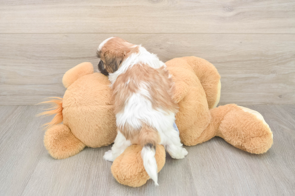 Meet Gizmo - our Teddy Bear Puppy Photo  3/3 - Premier Pups Petite Teddy Bear Designer Pup