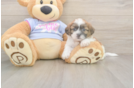 Meet Gizmo - our Teddy Bear Puppy Photo  2/3 - Premier Pups Teddy Bear Puppy for Adoption