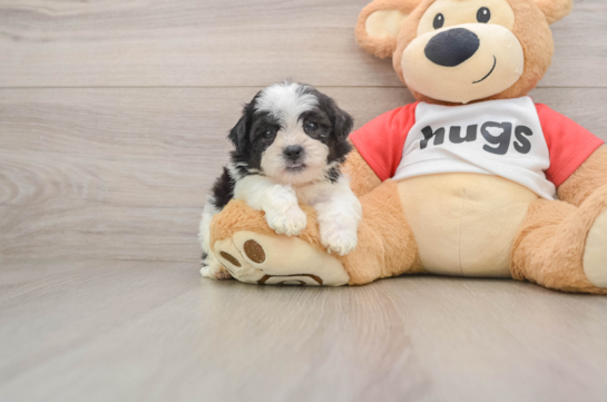 Friendly Teddy Bear Baby