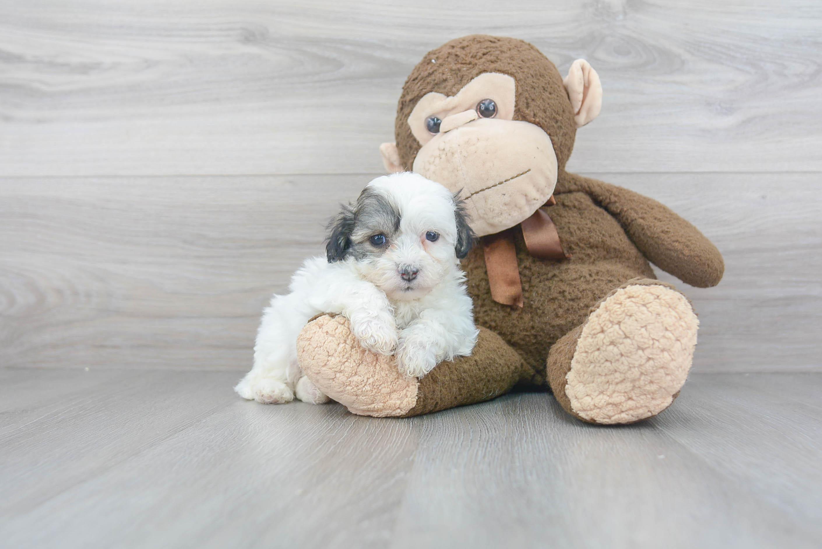 Teddy Bear Pup Being Cute