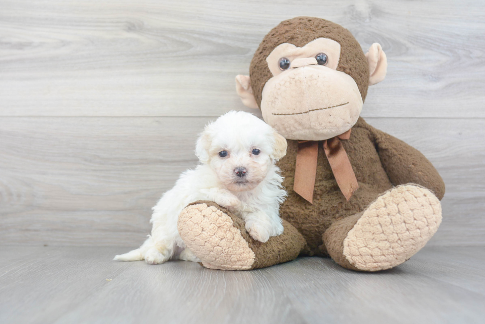 Teddy Bear Pup Being Cute