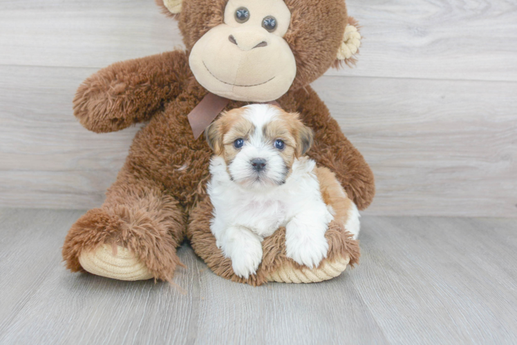 Happy Teddy Bear Baby