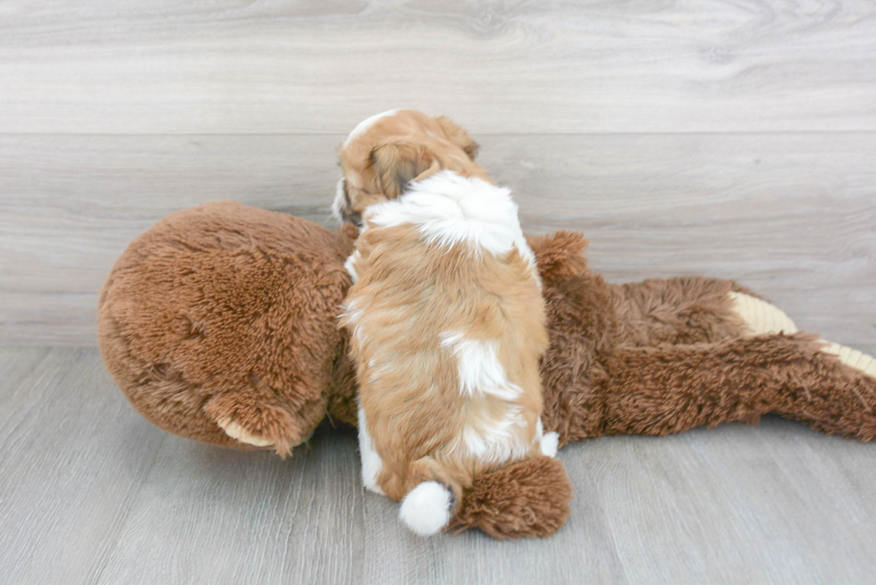 Hypoallergenic Shitzu Designer Puppy