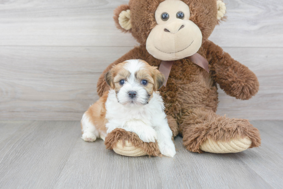 Teddy Bear Puppy for Adoption