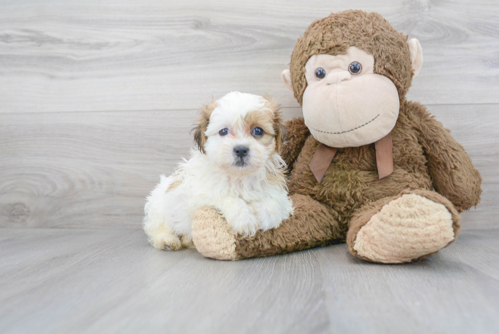 Playful Shichon Designer Puppy