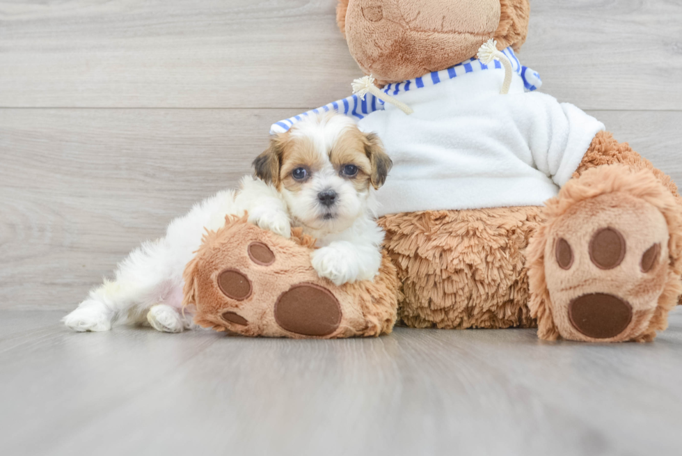 Teddy Bear Pup Being Cute