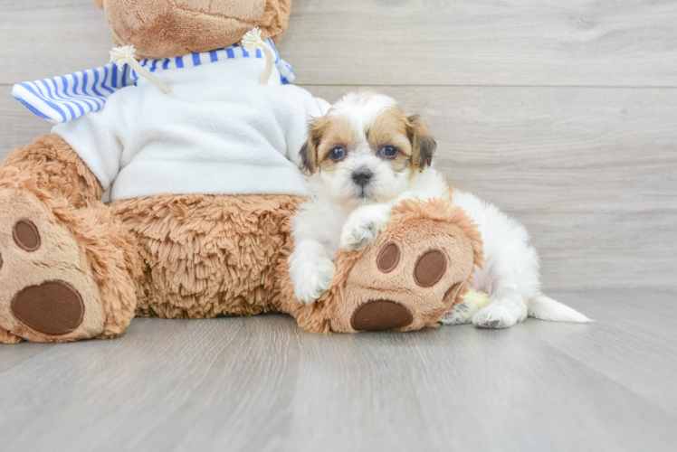 Teddy Bear Puppy for Adoption