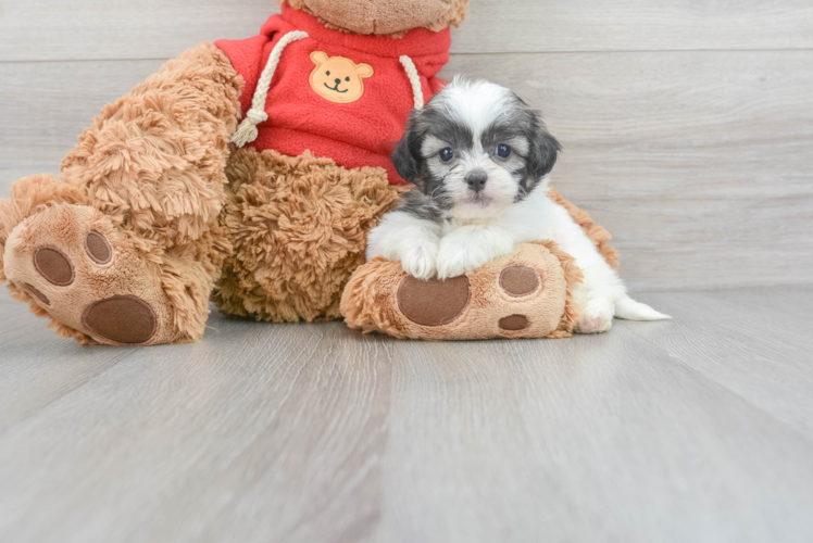 Teddy Bear Puppy for Adoption