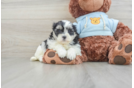 Popular Teddy Bear Designer Pup