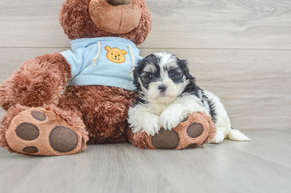 5 week old Teddy Bear Puppy For Sale - Premier Pups