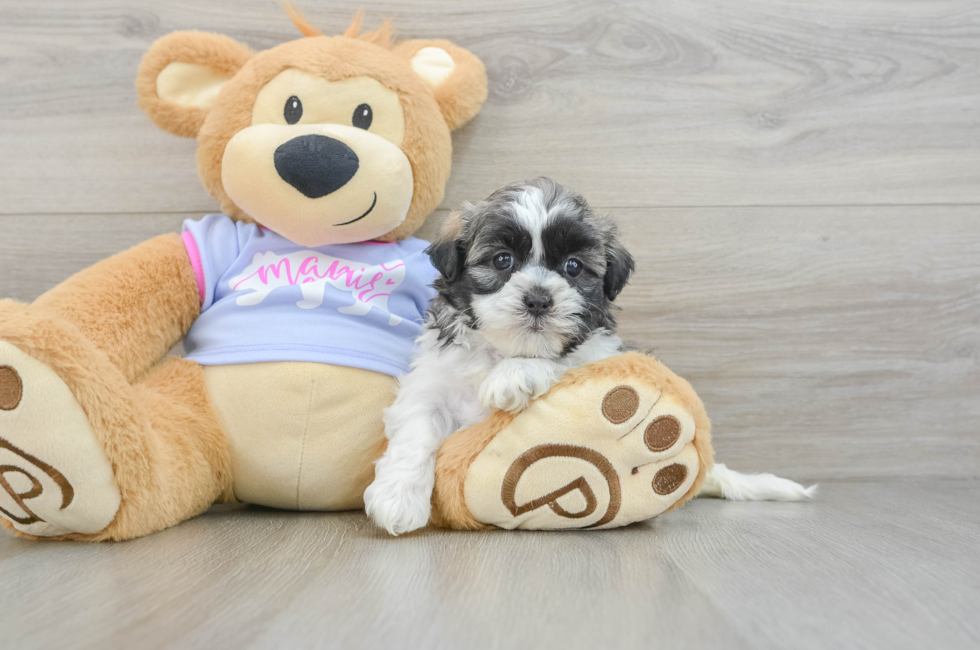 5 week old Teddy Bear Puppy For Sale - Premier Pups