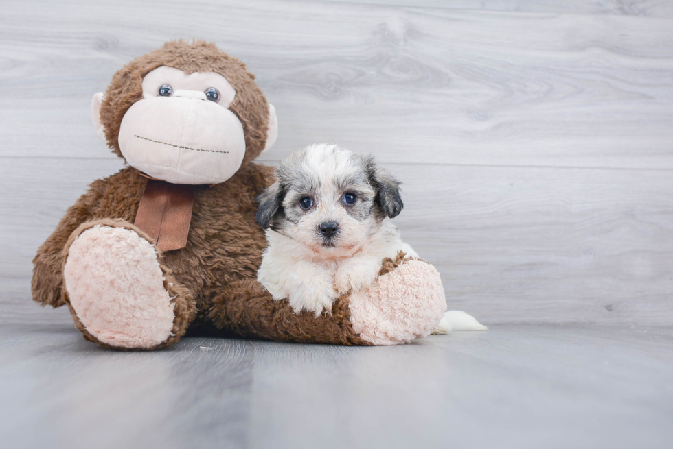 Teddy Bear Pup Being Cute