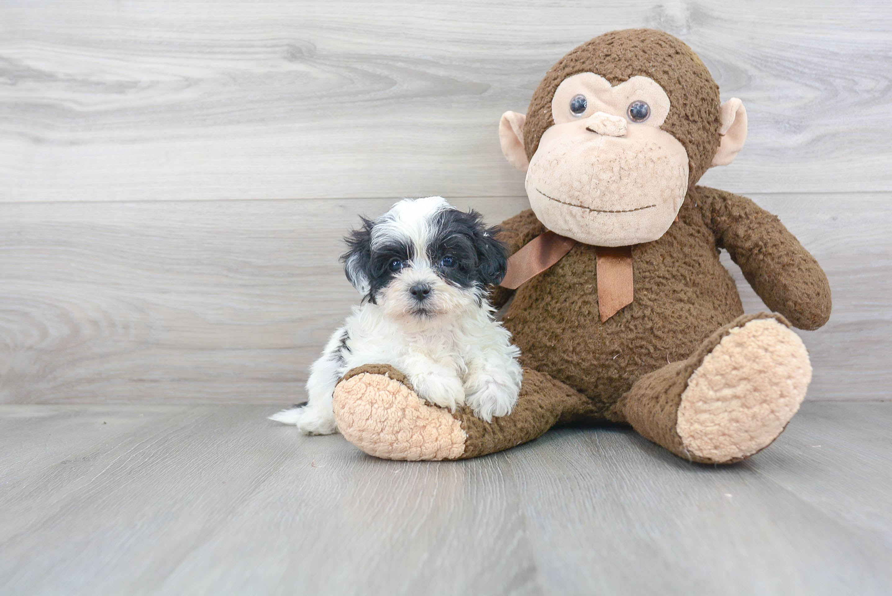 Teddy Bear Puppy for Adoption