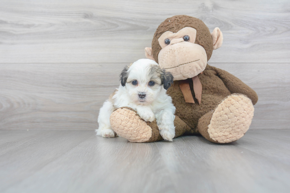 Teddy Bear Pup Being Cute