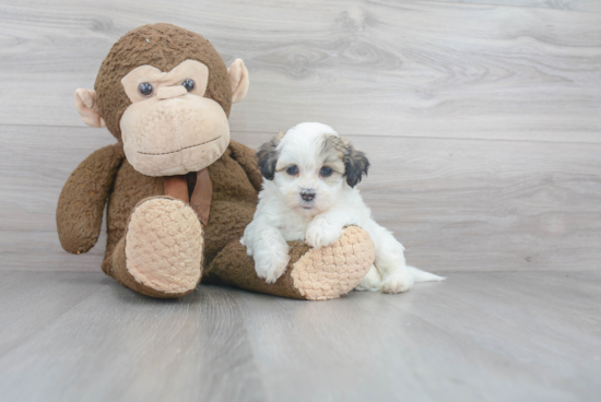 Teddy Bear Pup Being Cute