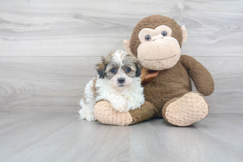 Energetic Shichon Designer Puppy